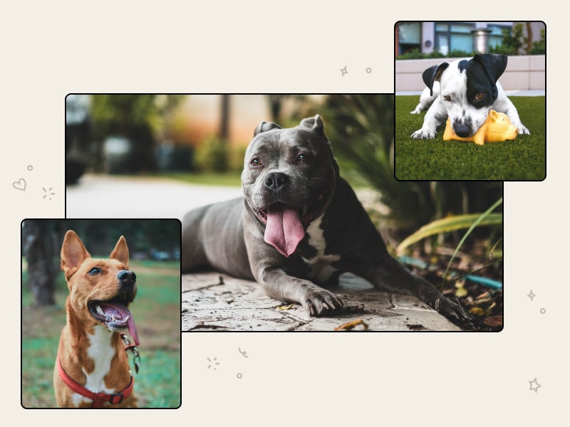 How Much Does A Mutt Cost